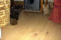 Picture for song 'Dumont' by artist 'The Big G (The Weird Beards)'