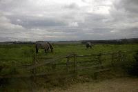 Picture for song 'Pete Hodgins Screaming Cacao Fantasy' by artist 'The Big G (The Weird Beards)'