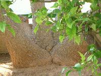 Picture for song 'Shopping At C&A' by artist 'The Big G (The Weird Beards)'