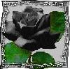Picture for song 'Black Rose' by artist 'The Big Slow'