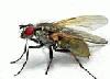 Picture for song 'Eye Spy Fly. (Ambient MoFo HiFi mix)' by artist 'The Big Slow'