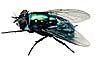 Picture for song 'Eye Spy Fly (Instrumental)' by artist 'The Big Slow'
