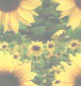 Picture for song 'Summer Flowers Fallen' by artist 'the Blue Cell'