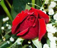 Picture for song 'the Crush' by artist 'the Blue Cell'