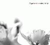 Picture for song 'To My Sister' by artist 'The Caprice'