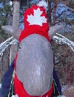 Picture for song 'Give Canada Back To The Canadians' by artist 'The Chameleons'