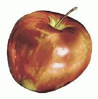 Picture for song 'Apple' by artist 'The Coasters'