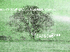 Picture for song 'Ugly Joe (Wright State Song)' by artist 'the DARLING Tree'