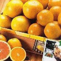 Picture for song 'Get Shot' by artist 'The Deadites'