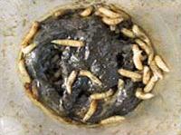 Picture for song 'mAggott Club' by artist 'The Deadites'