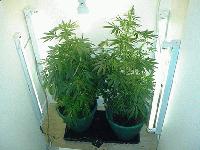 Picture for song 'Cannabis Blues' by artist 'The Degenerate'