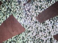 Picture for song 'Who's Barbara Tanis?' by artist 'The Diplomats'