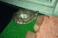 Picture for song 'The Competition Ring' by artist 'The Fuck You Jerks'