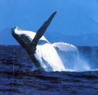 Picture for song 'Something to look forward to' by artist 'The Genious and The Mongaloid'