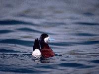 Picture for song 'why can't this last forever' by artist 'The Genious and The Mongaloid'