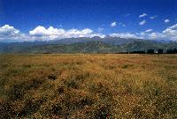 Picture for song 'BACKGROUND CHECK' by artist 'The God'