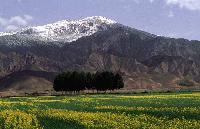 Picture for song 'THE VORHESE' by artist 'The God'