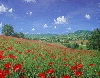 Picture for song 'Field Of Your Dreams' by artist 'The Gods Of Chaos'