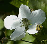 Picture for song 'Blackberry Blossom' by artist 'The Greatful Stones'