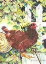 Picture for song 'Cluck Old Hen' by artist 'The Greatful Stones'