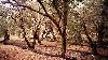 Picture for song 'The Ash Grove' by artist 'The Greatful Stones'