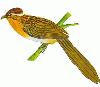 Picture for song 'The Cuckoo' by artist 'The Greatful Stones'