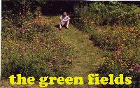 Picture for song 'golden afternoon' by artist 'The Green Fields'