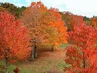 Picture for song 'late october dream' by artist 'The Green Fields'
