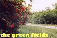 Picture for song 'summers on' by artist 'The Green Fields'