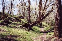 Picture for song 'tree & leaf' by artist 'The Green Fields'