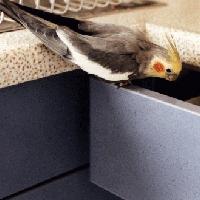 Picture for song 'Billie looking into a drawer' by artist 'The Happy Cockatiel'
