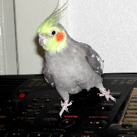 Picture for song 'BillieTaking A Walk' by artist 'The Happy Cockatiel'