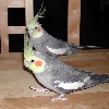 Picture for song 'Cockatiel Love Call Blues Remix 2004' by artist 'The Happy Cockatiel'