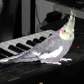 Picture for song 'Crazeee (Let Us Out) feat. Billie' by artist 'The Happy Cockatiel'