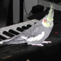 Picture for song 'Newton Solo' by artist 'The Happy Cockatiel'