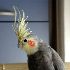 Picture for song 'Newton's Song (feat. Newton) 2004 Remix' by artist 'The Happy Cockatiel'