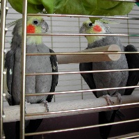 Picture for song 'Tiel Talk 2004 (feat. Newton & Billie)' by artist 'The Happy Cockatiel'
