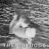 Picture for song 'Monochrome' by artist 'The Hotdogs'