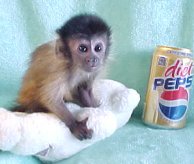 Picture for song 'St. Thomas' by artist 'The Idiot of Saturn'