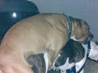 Picture for song 'Technology vs. Culture' by artist 'The Jihad'