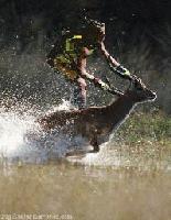 Picture for song 'Disgruntled Peaches' by artist 'The Jungle Bunnies'