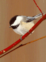 Picture for song 'Jiggle Biscuit Jam' by artist 'The Jungle Bunnies'