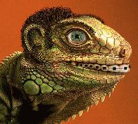 Picture for song 'Phat Pharm Phantasy' by artist 'The Jungle Bunnies'