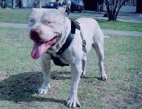 Picture for song 'Bitche$' by artist 'The Kitten Krew'