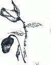 Picture for song '- Zuko Never Dies -' by artist 'The Last Letter Quartet'
