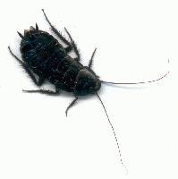 Picture for song 'Bug In Da Grill' by artist 'The Lethal Pro'