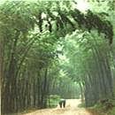 Picture for song 'Through the Trees' by artist 'The Marshmellow Man'