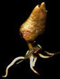 Picture for song 'Going Crazy' by artist 'The Mending Seed'