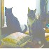 Picture for song 'TWINKLE TWINKLE LITTLE STAR(trad. children's song)' by artist 'THE MEOWZER BROTHERS'