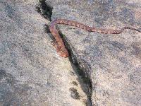 Picture for song 'Baggage Claim' by artist 'The Moses Explosion'